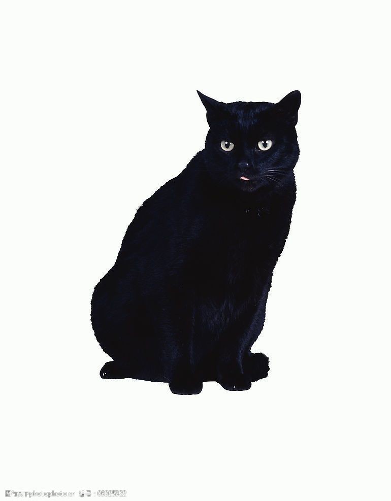 宠物之家黑猫图片