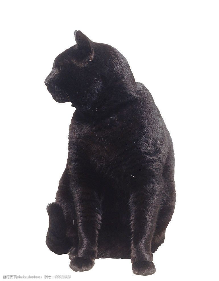 宠物之家黑猫图片