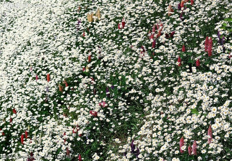 争夺漫山遍野白色盛开野菊花图片