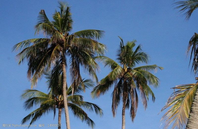 巴厘岛热带风情图片
