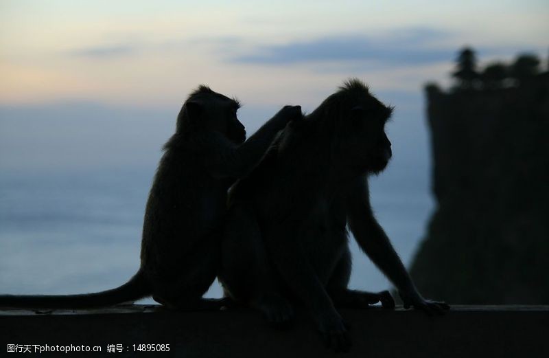 巴厘岛印尼猴岛图片