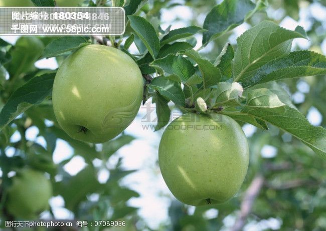 树叶图片免费下载绿色苹果水果苹果树