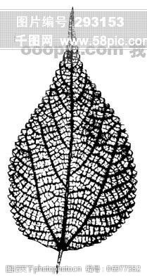 树叶图片免费下载全球首席大百科水墨黑白笔刷叶子树叶叶脉脉络标本纹理拓印